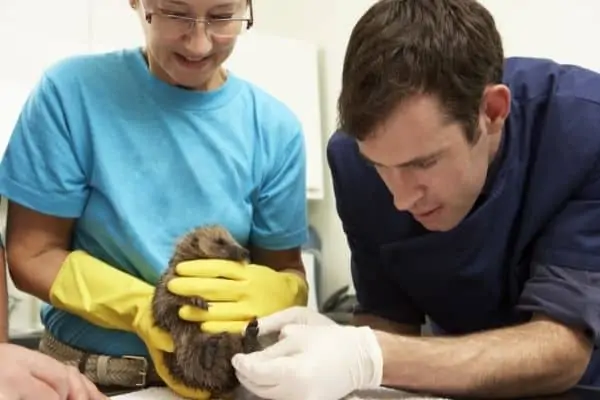 Do Hedgehogs Need Vaccines or Other Regular Veterinary Care?