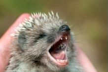 Do hedgehogs have teeth?