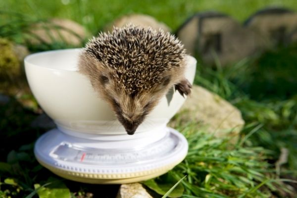 How Big Do Pet Hedgehogs Get
