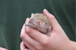 9 Things to Know Before Getting a Hedgehog