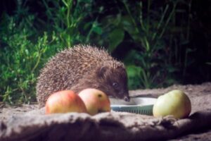 Wild Hedgehog Live Streams - Wildlife Cameras