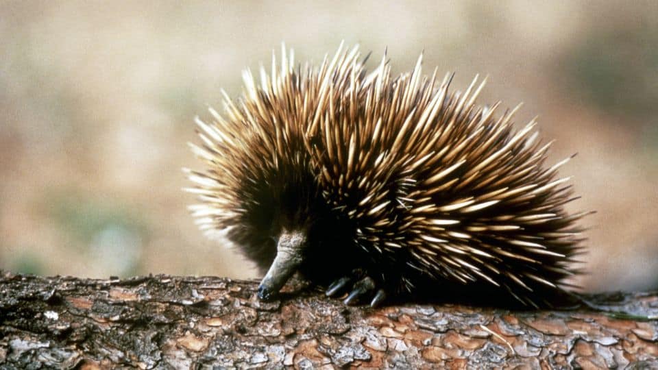 Are hedgehogs related to echidnas