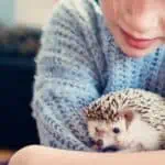 Do Hedgehogs Make Good Pets? Is a Hedgehog the Right Pet for You?