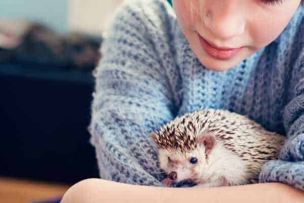 Do Hedgehogs Make Good Pets