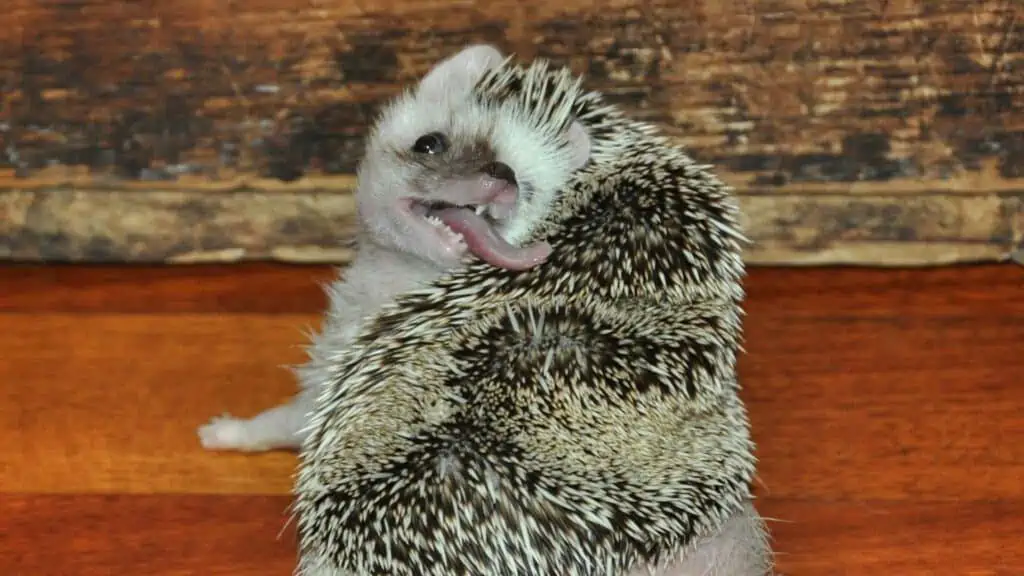 Hedgehog Anointing: Why Hedgehogs Spit On Themselves