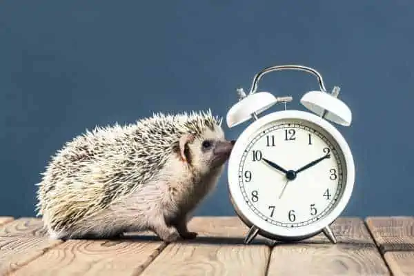 How long do hedgehogs live - Hedgehog lifespan