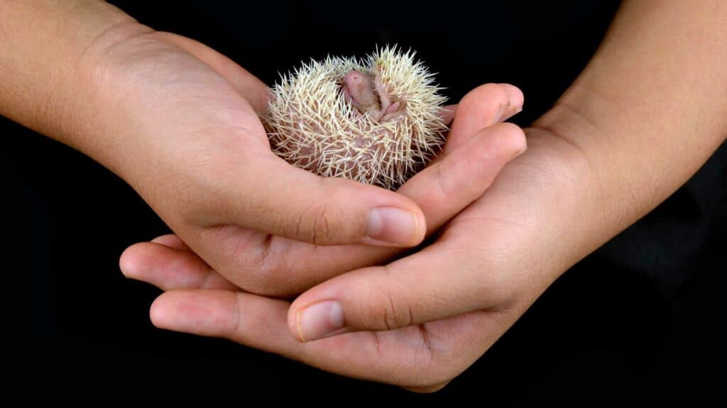 baby hedgehog on hands
