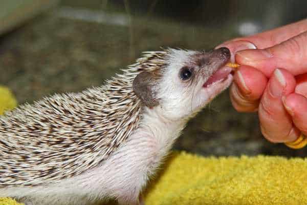 What do hedgehogs eat as pets