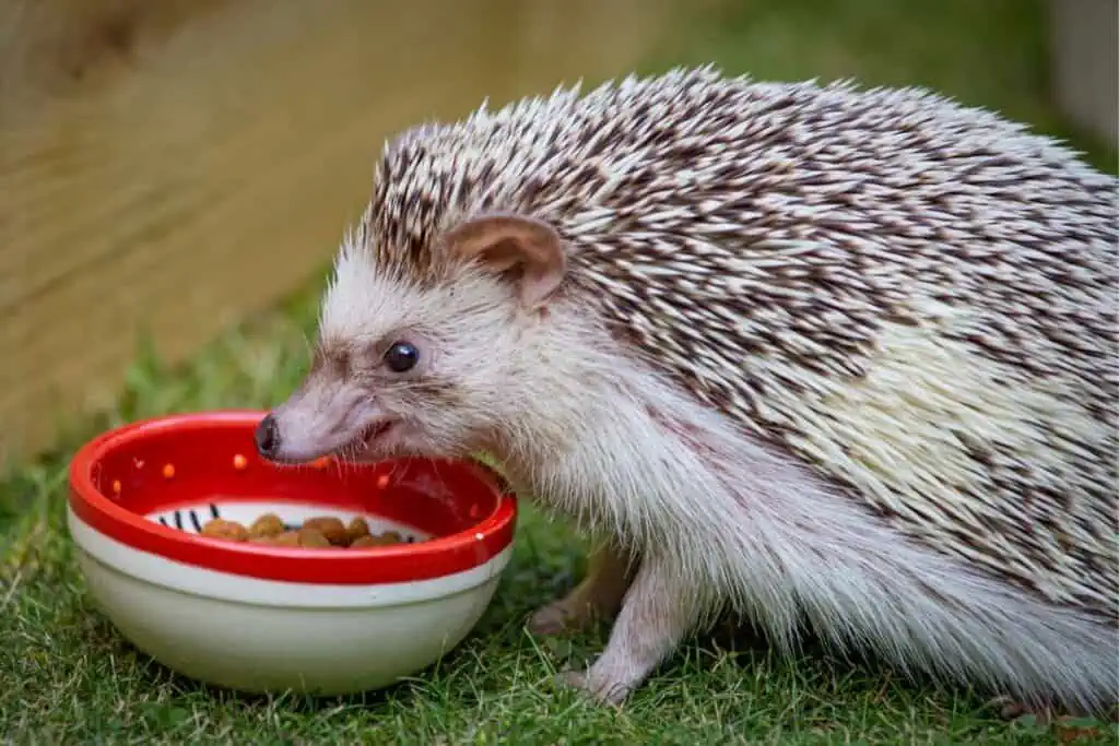 Can Hedgehogs Eat Cat Food