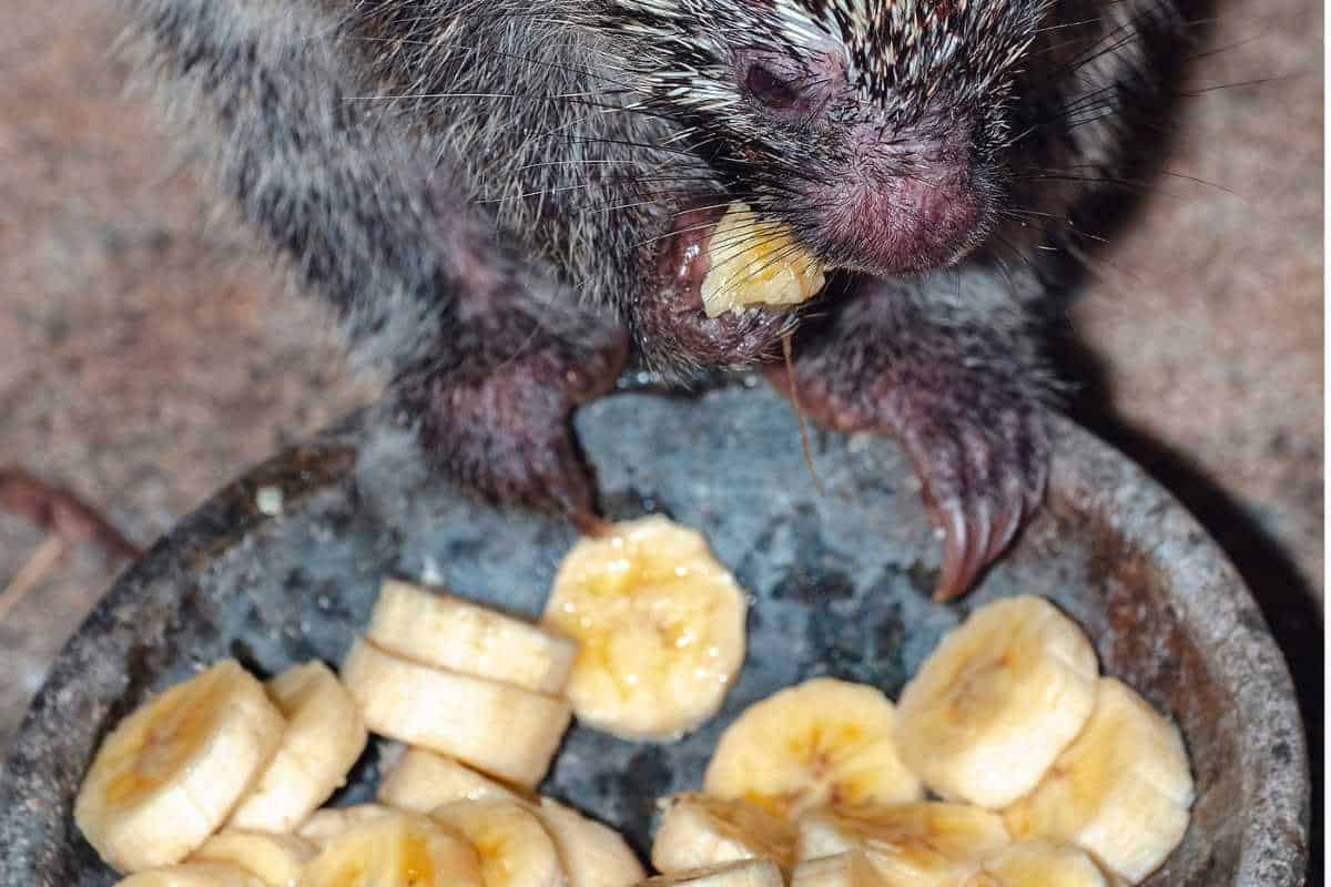 Can Hedgehogs Eat Bananas? A Guide to Feeding Your Prickly Pal
