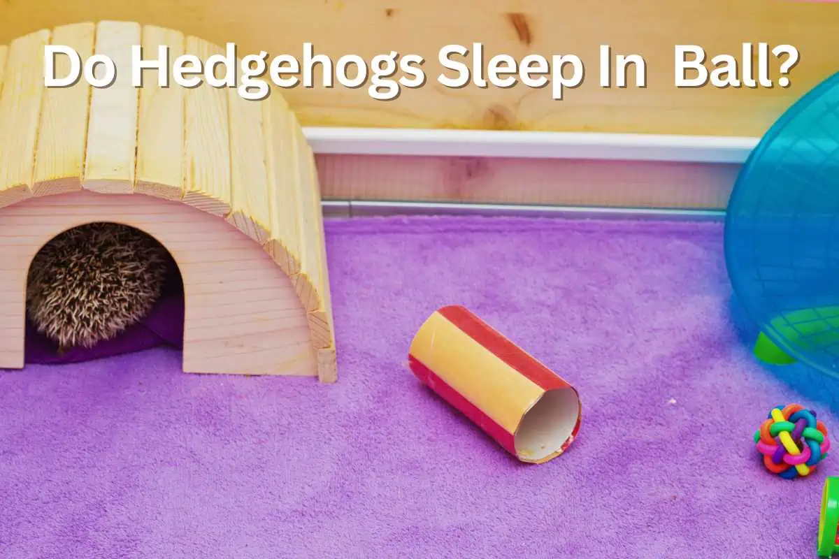 Do Hedgehogs Sleep In Ball?