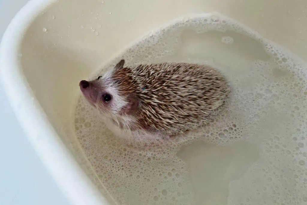 Step-by-Step Guide to Bathing Your Hedgehog