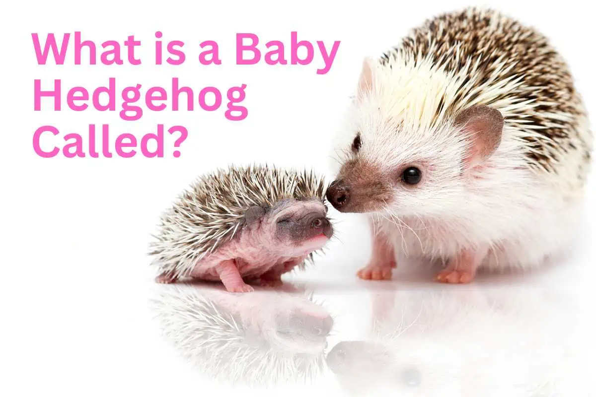 What is a Baby Hedgehog Called?